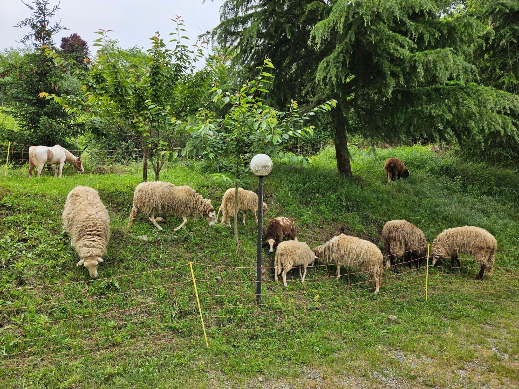 Agriturismo La.Ti.Mi.Da. Cassine エクステリア 写真